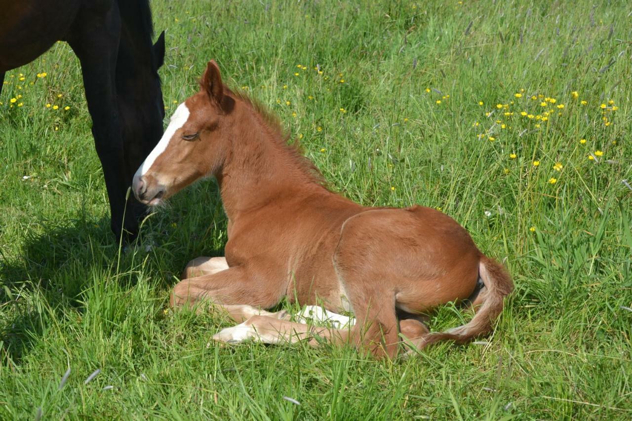 Gite Au Haras Les Aubiers Exterior foto